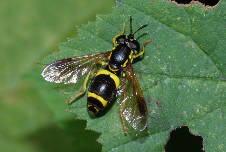 Chrysotoxum bicinctum ♀  (Syrphidae)